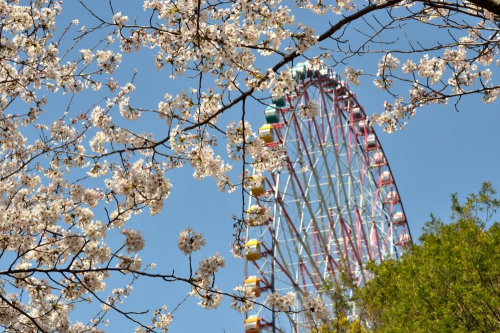 【日本】东京探店:各种美貌的樱花限定!