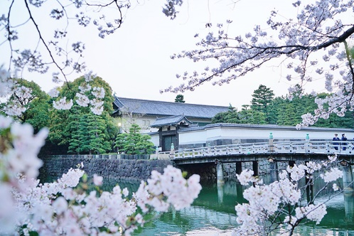 【日本】东京探店:各种美貌的樱花限定!