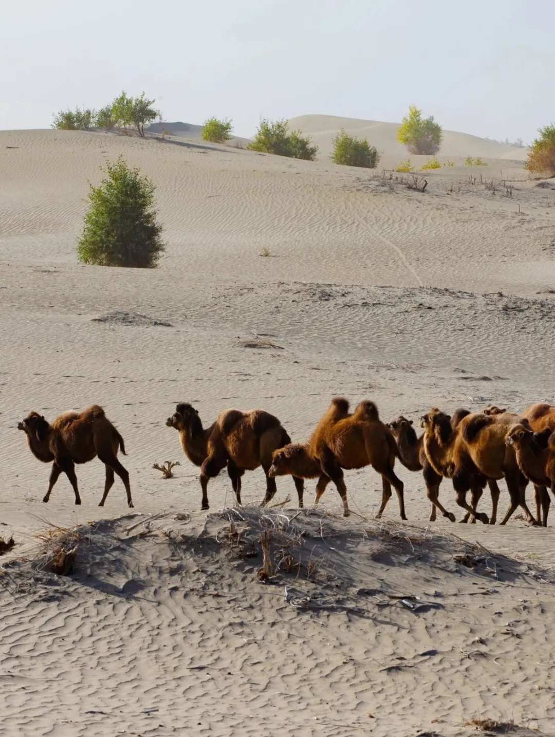 新疆和田，中国一个被低估的烧烤重镇！