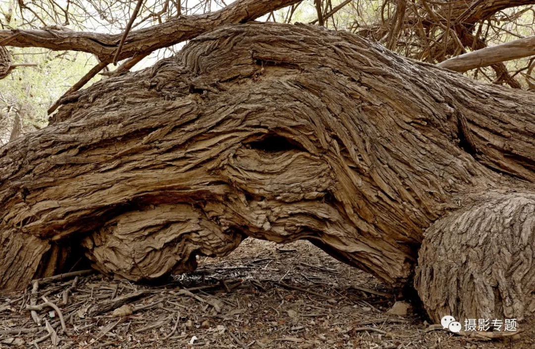 和田奇景——九头柳
