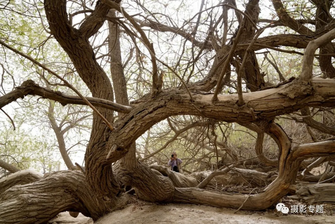 和田奇景——九头柳