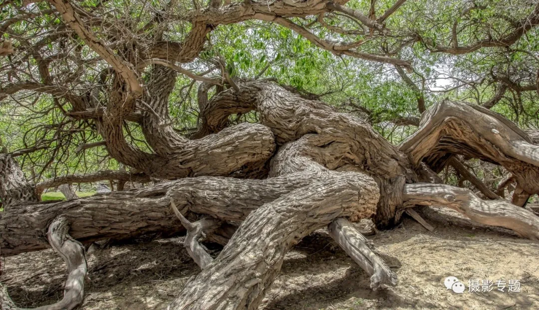 和田奇景——九头柳