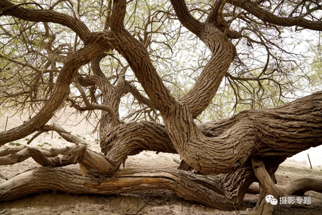 和田奇景——九头柳