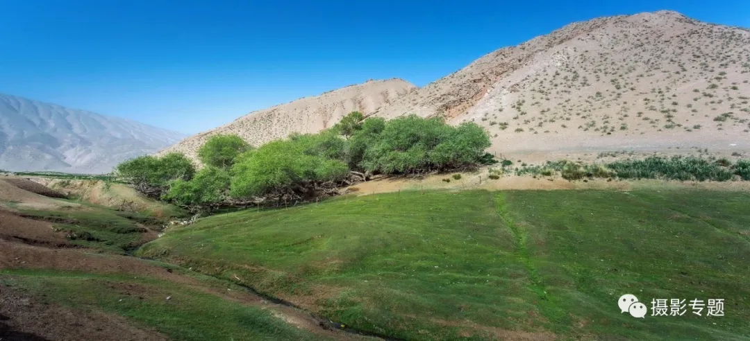 和田奇景——九头柳