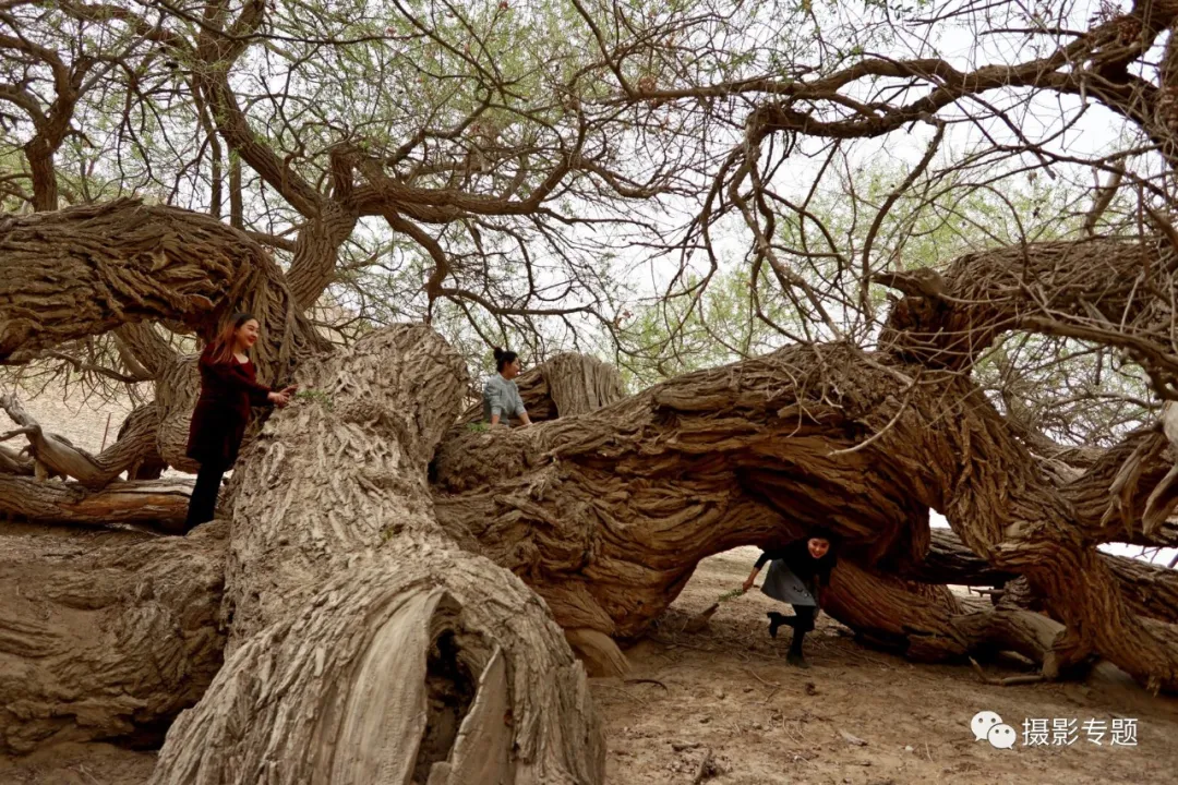 和田奇景——九头柳