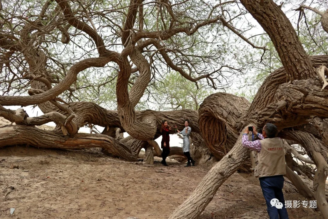 和田奇景——九头柳