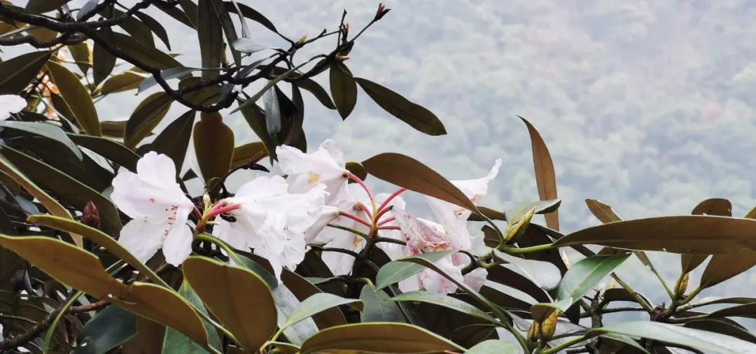 花间直播醉浪漫丨2020三清山“高山杜鹃赏花月”活动火爆开启