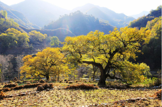 云花溪谷 ——北方驴友徒步的处女地