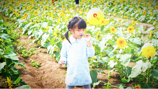 万亩葵花齐绽放,洽洽葵园再启航