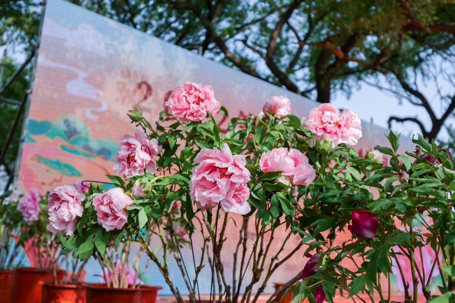 大兴安定御林古桑园第一届国风牡丹节盛大开幕!超多精彩抢先看