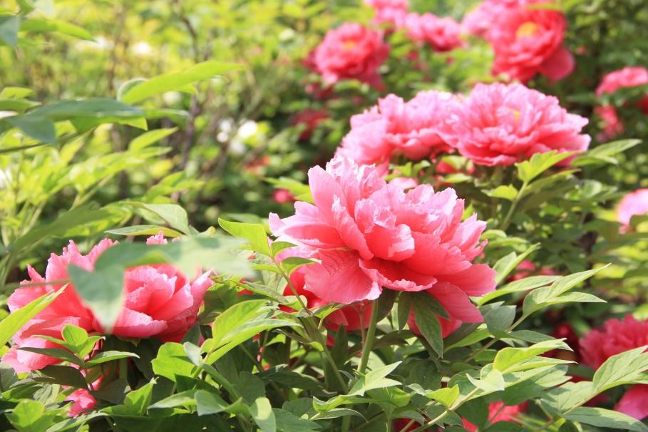 大兴安定御林古桑园第一届国风牡丹节盛大开幕!超多精彩抢先看