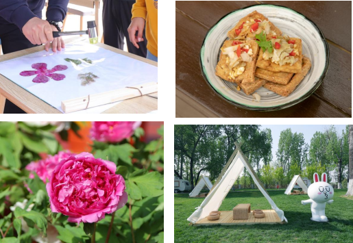 大兴安定御林古桑园第一届国风牡丹节盛大开幕!超多精彩抢先看