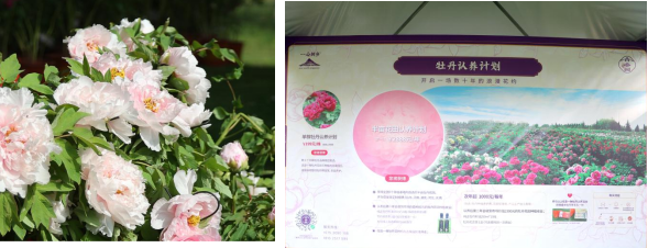 大兴安定御林古桑园第一届国风牡丹节盛大开幕!超多精彩抢先看