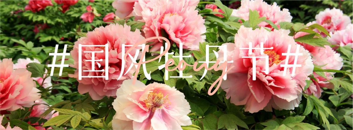 大兴安定御林古桑园第一届国风牡丹节盛大开幕!超多精彩抢先看